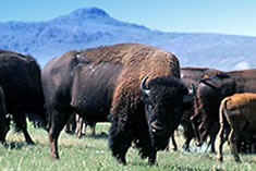 buffalo.jpg